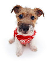 Rough coated Jack Russell Terrier wearing knitted sweater