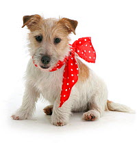 Rough coated Jack Russell Terrier wearing red bow