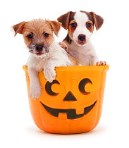 Jack-in-a-bucket - two Jack Russell Terrier puppies in a Halloween pumpkin bucket, one smooth coated, one rough coated