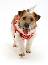 Rough coated Jack Russell Terrier wearing knitted sweater