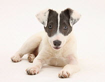 Blue-and-white smooth coated Jack Russell Terrier puppy, Scamp, lying with head up.