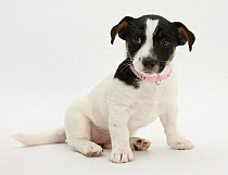 Smooth coated Jack Russell Terrier puppy, black and white, sitting, 9 weeks