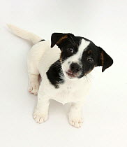 Smooth coated Jack Russell Terrier puppy, black and white, 9 weeks, sitting, looking up