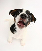 Smooth coated Jack Russell Terrier puppy, black and white, 9 weeks, looking up, barking