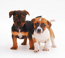 Two smooth coated Jack Russell Terrier puppies, black, tan and white, and tan and white, 6 weeks,