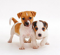 Two smooth coated Jack Russell Terrier puppies,  tan and white, 6 weeks,