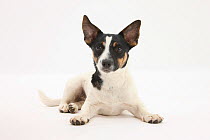 Smooth coated Jack Russell Terrier, female, black, tan and white, with ears erect