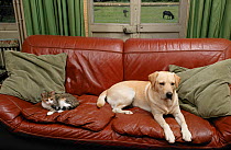 Dog, Labrador Retriever, yellow male, resting on sofa with cat