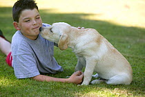 Dog, Labrador Retriever, boy playing with yellow puppy
