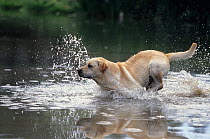 Labrador Retriever, yellow dog running through water to retrieve object, France