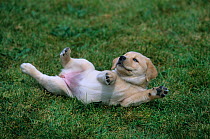 Labrador Retriever, yellow puppy rolling over