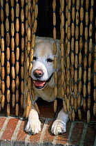 Labrador Retriever, yellow dog lying in doorway in cool of room behind bead curtain, France