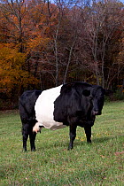Domestic cattle (Bos taurus) Dutch Belted Dairy Cow (extremely rare breed) on pasture, autumn, Connecticut, USA