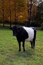 Domestic cattle (Bos taurus) Dutch Belted Dairy Cow (extremely rare breed) on pasture, autumn, Connecticut, USA