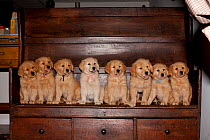 Eight Golden retriever puppies sitting in a row on wooden furniture, USA