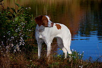 Brittany spaniel alongside pond in autumn, Connecticut, USA