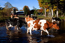 Holstein (black and white) and Guernsey Cows cross brook from barn to pasture, Granby, Connecticut, USA