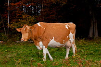 Guernsey Cow in autumn pasture, Connecticut, USA