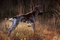 German Shorthair Pointer on point in field in early morning, Connecticut, USA, October