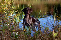 German Shorthair Pointer beside lake in early morning, Connecticut, USA, October