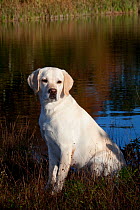 Yellow Labrador Retriever sitting on gass beside pond, Connecticut, USA, October