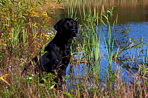 Black Labrador Retriever (field type) sitting at edge of pond with cattails, Connecticut, USA, October