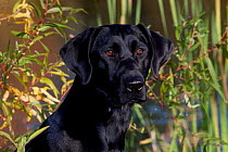 Black Labrador Retriever (field type) at edge of pond with cattails, Connecticut, USA, October