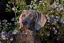 Weimaraner dog, portrait in front of wild aster flowers, Connecticut, USA