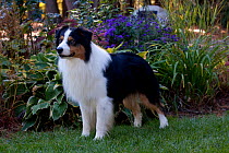 Australian Shepherd standing in front of autumn garden plants and showing the "stare" for which the breed is famous, Massachusetts, USA