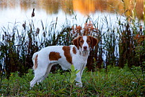 Brittany spaniel standing by marsh pond in early autumn, Connecticut, USA
