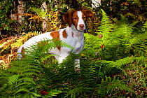 Brittany spaniel standing amongst ferms at edge of woodland in autumn, Connecticut, USA