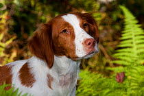 Portrait of a Brittany spaniel amongst ferns at edge of woodland in autumn, Connecticut, USA