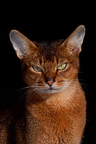 Portrait of Abyssinian Cat, Connecticut, USA