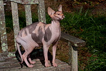 Sphynx Cat (Origins: Canada) on old, lichen-encrusted chair, Connecticut, USA