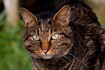 Portrait of Kurilian Bobtail cat (origins: Russia) Connecticut, USA