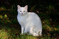 White domestic cat, sitting on grass, Connecticut, USA
