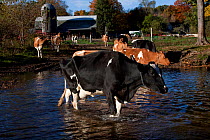 Holstein (black and white) and Guernsey Cows cross river from barn to pasture, Granby, Connecticut, USA