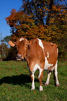 Guernsey cow chewing cud, in pasture, with Sugar Maple tree in background, October, Connecticut, USA
