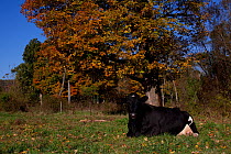 Holstein dairy cow lying down, autumn, Connecticut, USA,
