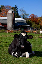 Holstein Cow lying down on pasture in front of farm buildings, Granby, Connecticut, USA
