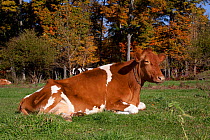 Guernsey cow chewing cud, in pasture, backed by Sugar Maple tree, autumn, Connecticut, USA