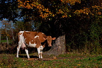 Guernsey Cow standing in autumn pasture by Sugar Maple tree, autumn, Connecticut, USA
