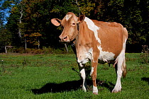 Guernsey Cow, recently clipped for the show ring, standing in early morning pasture, Connecticut, USA