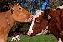 Guernsey Cow (on left) mutual grooming with Red and White Holstein, Connecticut, USA