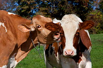 Guernsey Cow (Left) licking neck of Red and White Holstein, mutual grooming, Connecticut, USA, October