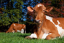 Portrait of Guernsey Cow, recently clipped for show ring, lying down in autum pasture, Connecticut, USA