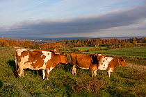 Guernsey Cows in hill pasture on October morning, Sharon Springs, New York, USA, October 2010
