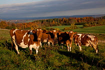 Guernsey Cows in hill pasture, among gone-to-seed thistles with Adirondack hills in background, Sharon Springs, New York, USA, October 2010