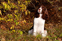 English Springer Spaniel, liver and white show type, by bush with red berries, Illinois, USA