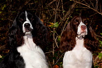 Pair of English Springer Spaniels, one black and white, one liver and white, portraits, Illinois, USA
